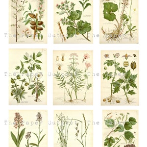 HERBS and PLANTS Printable Digital Download Printable Image, Digikit ...