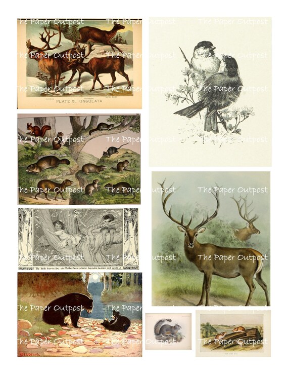 FOREST FRIENDS Digikit Digital Printable Printables Digikits Digi 