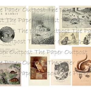 Peut inclure: Une collection d'illustrations vintage repr&eacute;sentant divers animaux, notamment des lapins, des hiboux, des &eacute;cureuils et une grenouille. Les illustrations sont en noir et blanc et ont un aspect rustique et antique. Le texte "The Paper Outpost" appara&icirc;t sur toutes les images.