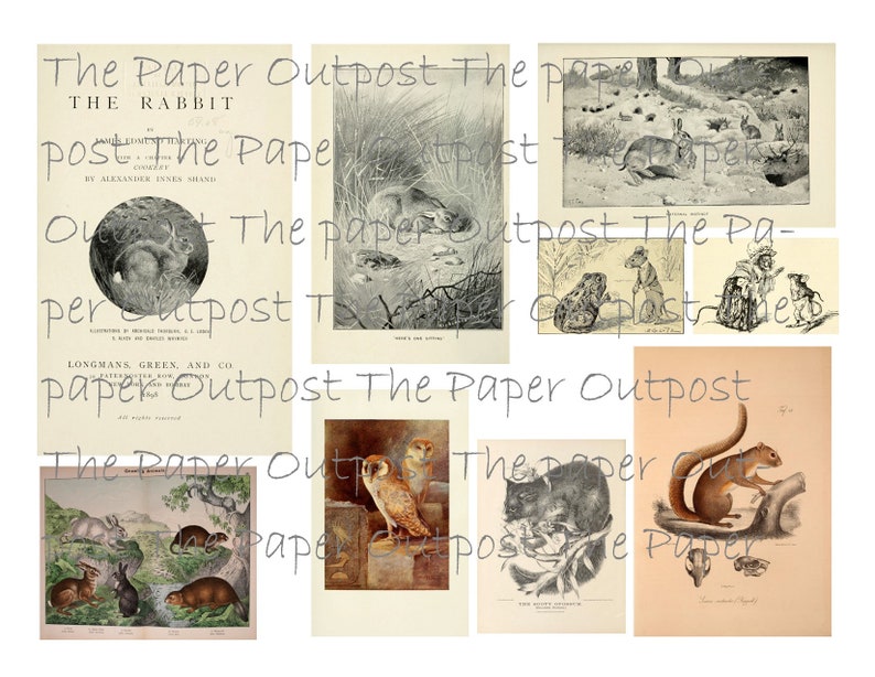 Peut inclure: Une collection d'illustrations vintage repr&eacute;sentant divers animaux, notamment des lapins, des hiboux, des &eacute;cureuils et une grenouille. Les illustrations sont en noir et blanc et ont un aspect rustique et antique. Le texte "The Paper Outpost" appara&icirc;t sur toutes les images.