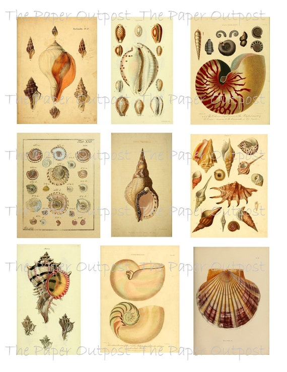 SHELL STUDY Vintage Digikit Digital Printable Digikits Digi kit printable image shells instant download The Paper Outpost ThePaperOutpost