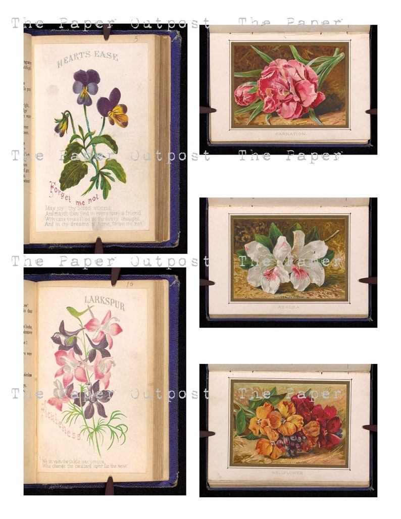 May include: A vintage book of flower illustrations with the title "The Paper Outpost". The book features five different flower illustrations, including hearts ease, carnation, aralia, larkspur, and wallflower.
