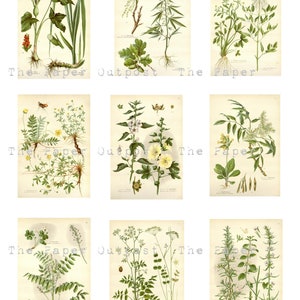 HERBS and PLANTS Printable Digital Download Printable Image, Digikit ...