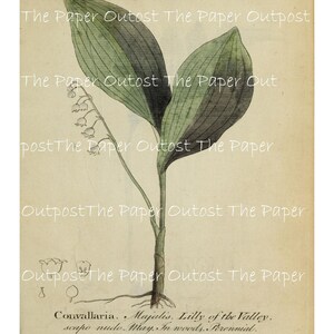 Ilustraciones históricas de plantas botánicas simples kit digital vintage kit digital imprimible ThePaperOutpost esboza el puesto de avanzada de papel