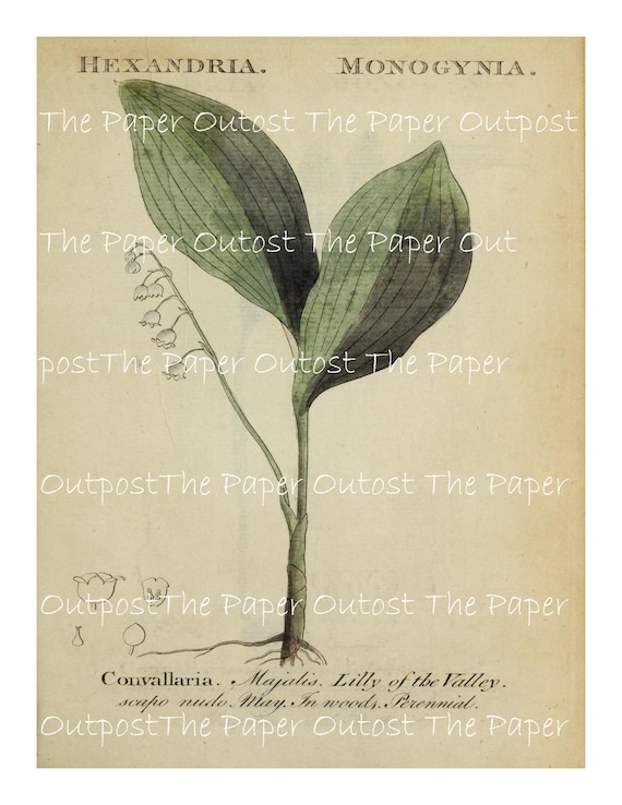 Simple Botanical Plants Historical Illustrations vintage digikit digital kit printable digi kit ThePaperOutpost sketches the paper outpost
