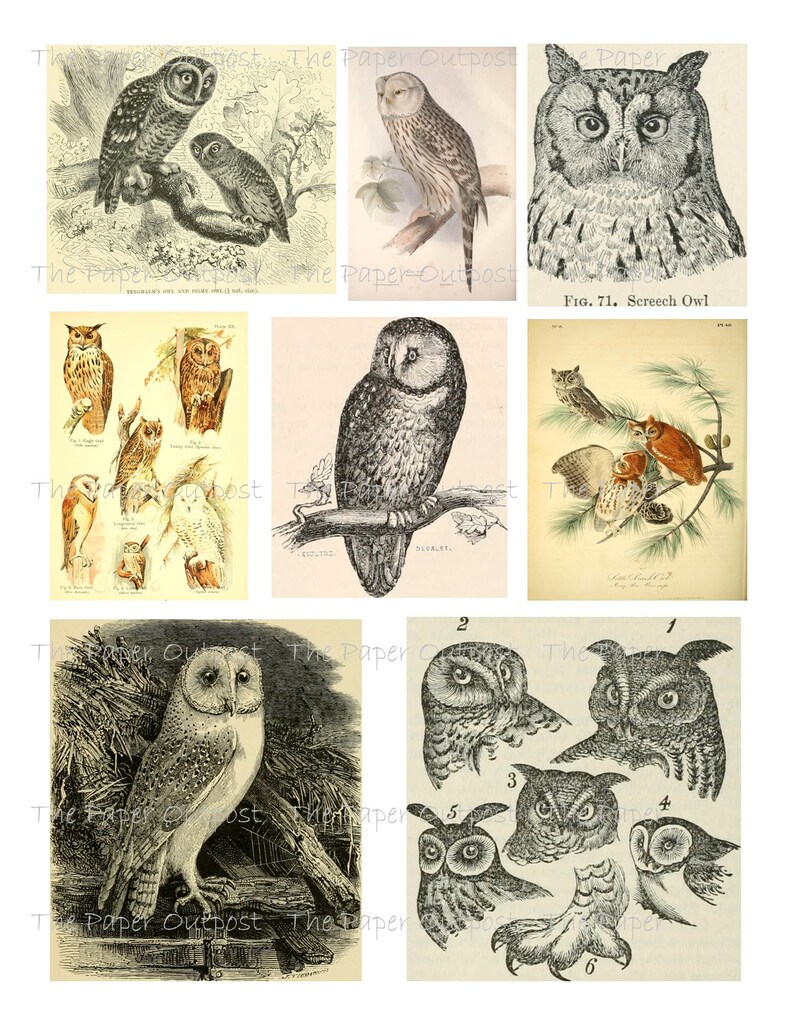 Owl 2 Printable Digital Download Printable Image Digikit - Etsy