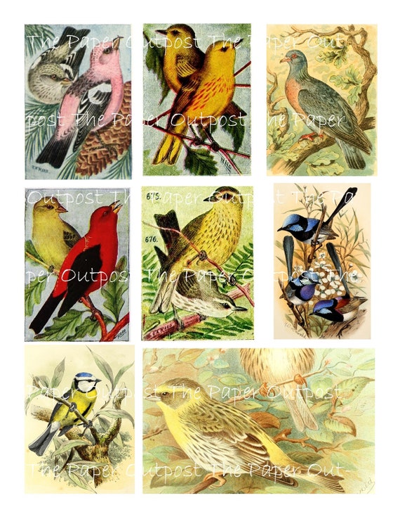 Bird Illustrations Digikit digital printable kit digital kit digi kit digikit bird images  ThePaperOutpost  antique birds the paper outpost