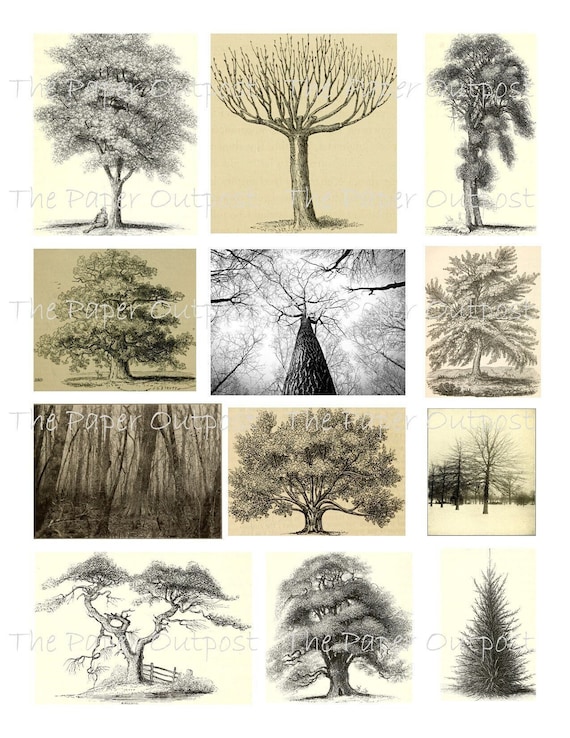 TREES of OLD Printable Digital Download Printable Image, Digikit tree trees branch branches  paper outpost shop Paper Outpost PaperOutpost