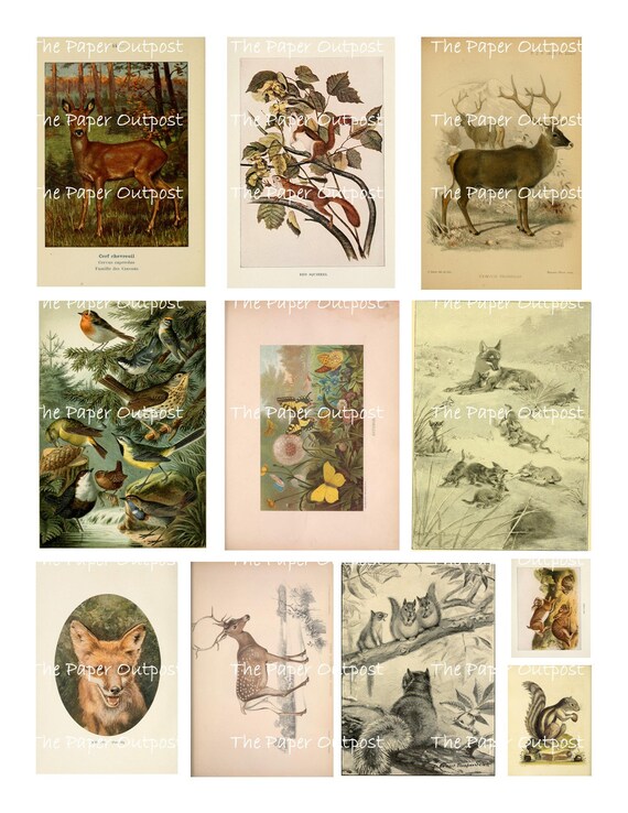 FOREST FRIENDS Digikit Digital Printable Printables Digikits Digi 