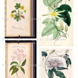 May include: Four vintage botanical illustrations of flowers. The first image shows a yellow flower with green leaves and the text "Cinquefoil" and "Beloved Child". The second image shows a white flower with green leaves and the text "737". The third image shows a pink flower with green leaves and the text "Mountain Laurel" and "Ambition". The fourth image shows a white flower with green leaves and the text "333".