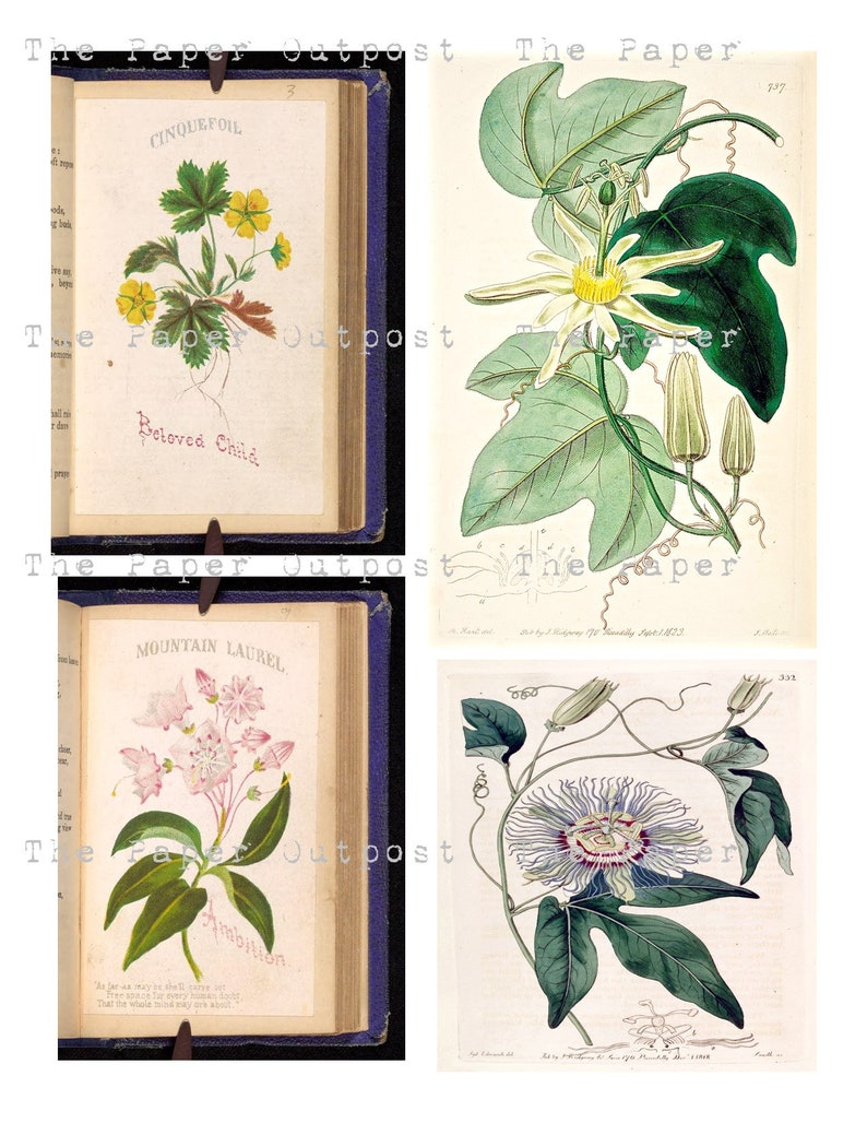 May include: Four vintage botanical illustrations of flowers. The first image shows a yellow flower with green leaves and the text "Cinquefoil" and "Beloved Child". The second image shows a white flower with green leaves and the text "737". The third image shows a pink flower with green leaves and the text "Mountain Laurel" and "Ambition". The fourth image shows a white flower with green leaves and the text "333".