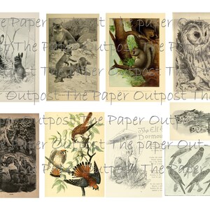 Peut inclure: Une collection d'illustrations vintage repr&eacute;sentant divers animaux, dont un lapin, un &eacute;cureuil, un hibou, un faucon et un groupe d'oiseaux. Les illustrations sont en noir et blanc et ont un style rustique et antique.