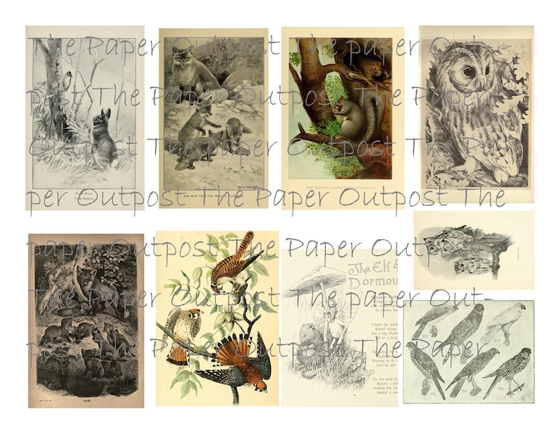 Peut inclure: Une collection d'illustrations vintage repr&eacute;sentant divers animaux, dont un lapin, un &eacute;cureuil, un hibou, un faucon et un groupe d'oiseaux. Les illustrations sont en noir et blanc et ont un style rustique et antique.