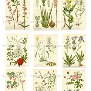 HERBS and PLANTS Printable Digital Download Printable Image, Digikit ...