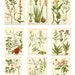 HERBS and PLANTS Printable Digital Download Printable Image, Digikit ...