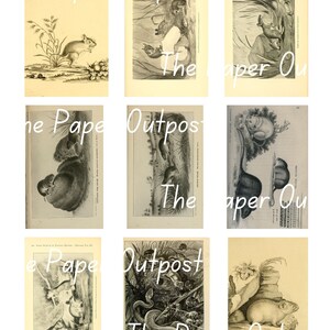 LITTLE MOUSE Printable Digital Download Printable Image, Digikit Mouse ...