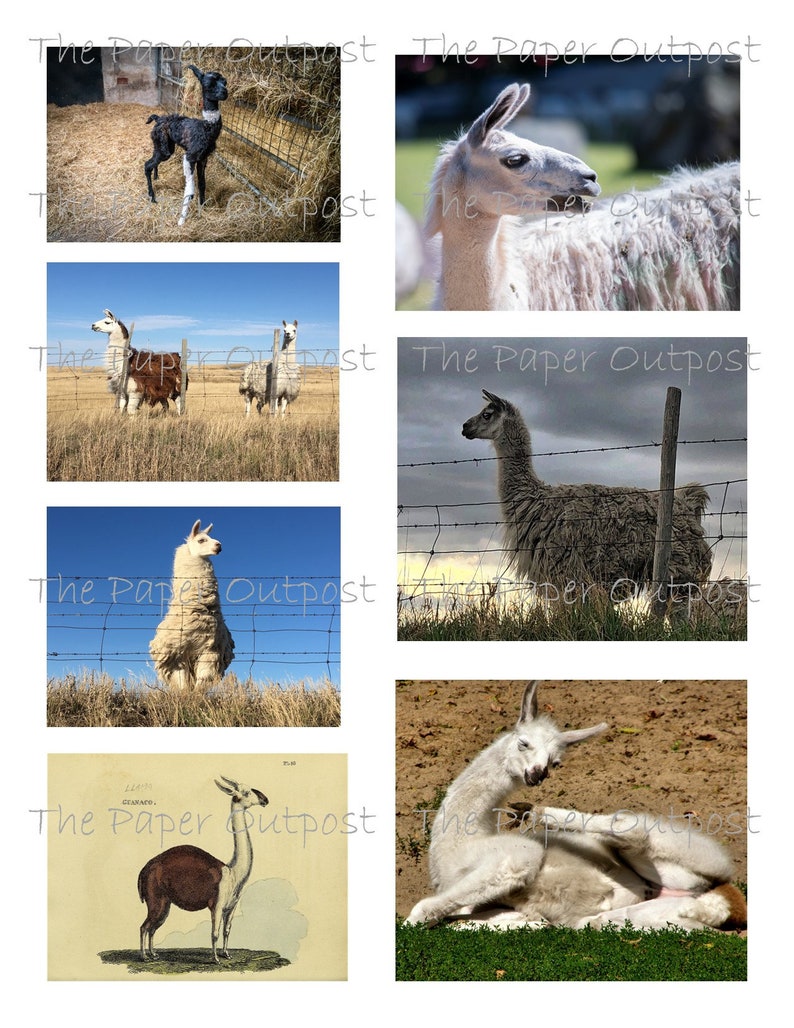 LLAMA LLAMAS Printable Digital Download Printable Image - Etsy