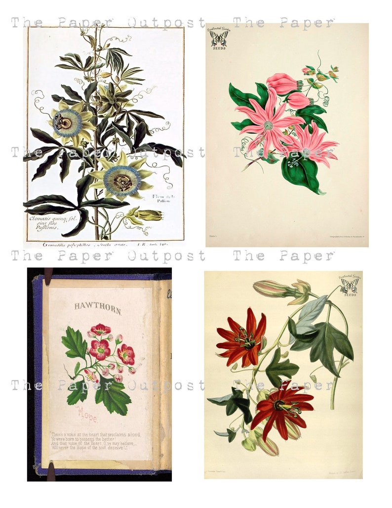 May include: Four vintage botanical illustrations featuring different types of flowers. The first image shows a passion flower with green leaves and white and yellow blossoms. The second image shows a pink passion flower with green leaves. The third image shows a red passion flower with green leaves. The fourth image shows a hawthorn flower with green leaves and pink blossoms. The text "Hope" is printed on the page with the hawthorn flower.