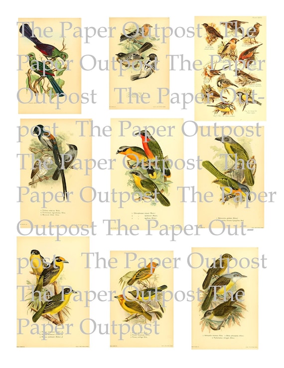 gorgeous birds digital printable kit Vintage bird illustrations Digital Kit Junk Journal Ephemera  Vintagebirds pictures bird Images
