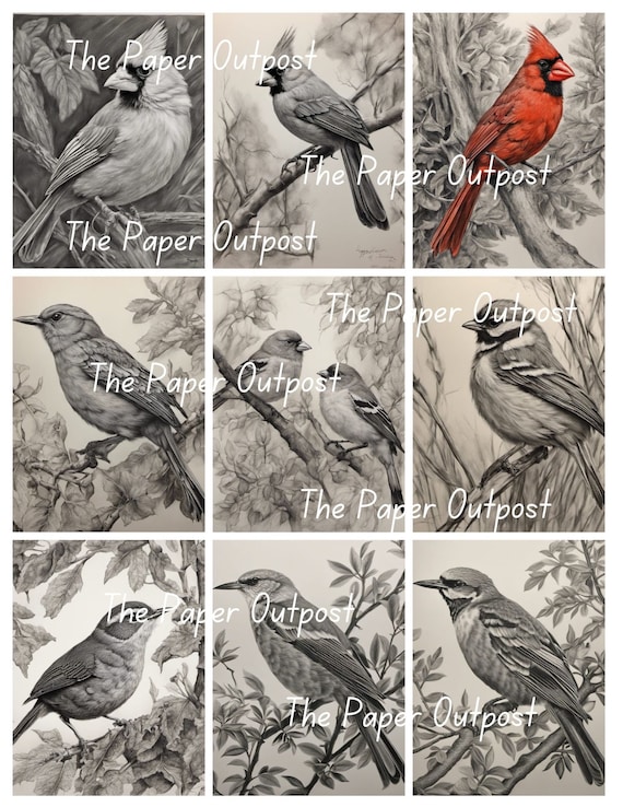 BIRDS IN CHARCOAL Digikit digi kit digital printable digital bird, birds, bird drawing, bird illustration ThePaperOutpost paper outpost shop