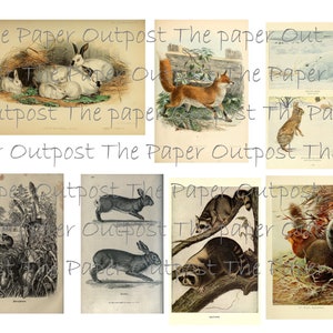 Kit de criaturas del bosque para imprimir digitalmente, kit digital, kit digital, animales del bosque, imágenes vintage, papel, puesto de avanzada, diario basura, digitales