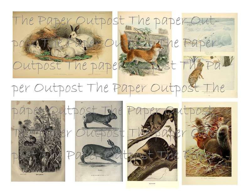 Peut inclure: Un collage vintage d'illustrations repr&eacute;sentant diff&eacute;rents animaux, dont des lapins, un renard, un &eacute;cureuil, un raton laveur et une belette. Les illustrations sont en noir et blanc et ont un style rustique et antique.