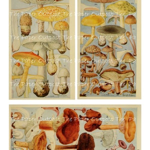 May include: A vintage illustration featuring a variety of mushrooms. The image is divided into four sections, each showcasing a different arrangement of mushrooms. The mushrooms are depicted in a range of colours, including red, brown, white, and yellow. The image is labelled with the text "The Paper Outpost The Paper Outpost The Pa" and "PLATE III." and "PLATE XI."