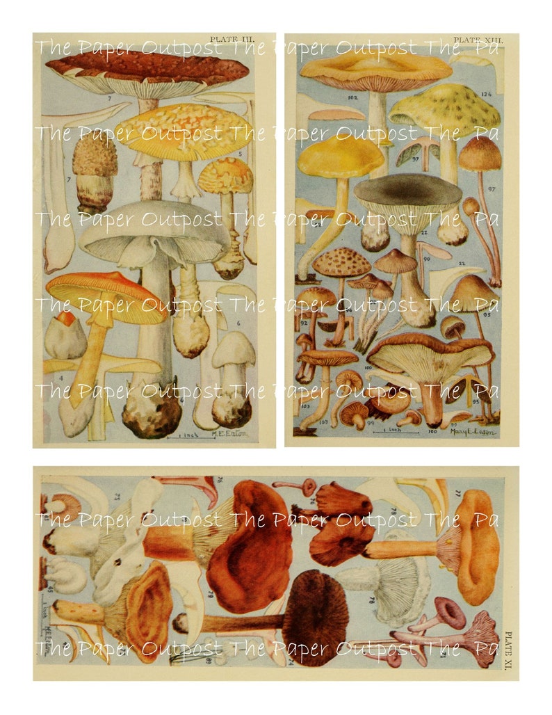 May include: A vintage illustration featuring a variety of mushrooms. The image is divided into four sections, each showcasing a different arrangement of mushrooms. The mushrooms are depicted in a range of colours, including red, brown, white, and yellow. The image is labelled with the text "The Paper Outpost The Paper Outpost The Pa" and "PLATE III." and "PLATE XI."