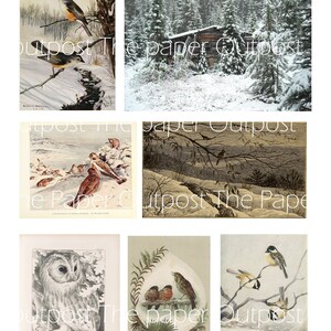 May include: A collage of six vintage illustrations featuring winter scenes with birds. The images include a snowy forest with a cabin, a group of birds on a snowy branch, a snowy landscape with a flock of birds, a snowy forest with a single bird on a branch, a snowy forest with a single bird on a branch, and a snowy forest with a single bird on a branch.