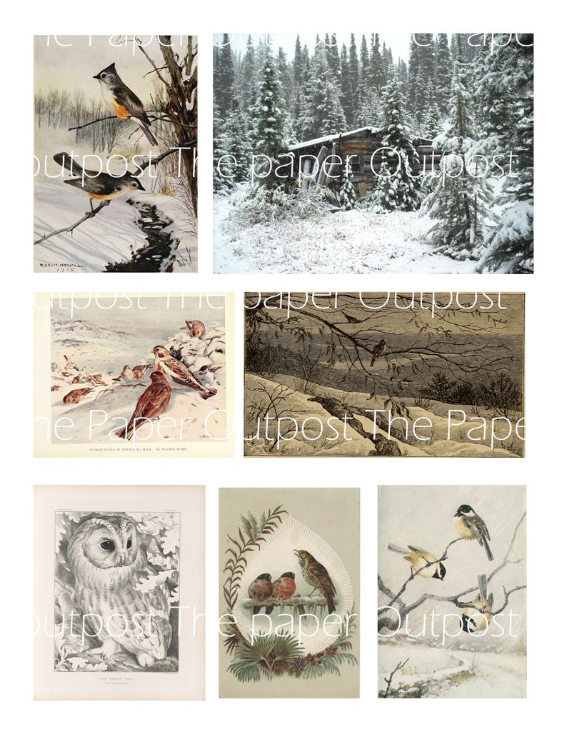 May include: A collage of six vintage illustrations featuring winter scenes with birds. The images include a snowy forest with a cabin, a group of birds on a snowy branch, a snowy landscape with a flock of birds, a snowy forest with a single bird on a branch, a snowy forest with a single bird on a branch, and a snowy forest with a single bird on a branch.