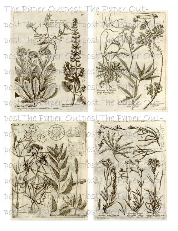 1697年のヴィンテージ植物スケッチ：印刷可能なデジタルキット - Etsy 日本