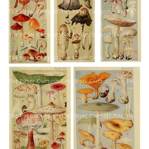 May include: Six vintage illustrations of different types of mushrooms. The illustrations are in colour and show the mushrooms in various stages of growth. The illustrations are labelled with the scientific names of the mushrooms.