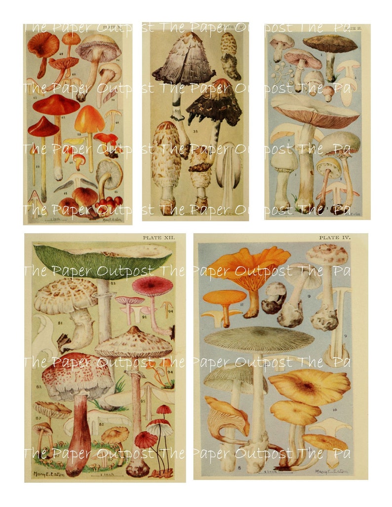 May include: Six vintage illustrations of different types of mushrooms. The illustrations are in colour and show the mushrooms in various stages of growth. The illustrations are labelled with the scientific names of the mushrooms.