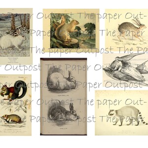Peut inclure: Un collage d'illustrations vintage repr&eacute;sentant diff&eacute;rents animaux, dont un &eacute;cureuil, un lapin, un raton laveur et un oiseau. Les illustrations sont en noir et blanc et ont un style rustique et antique.