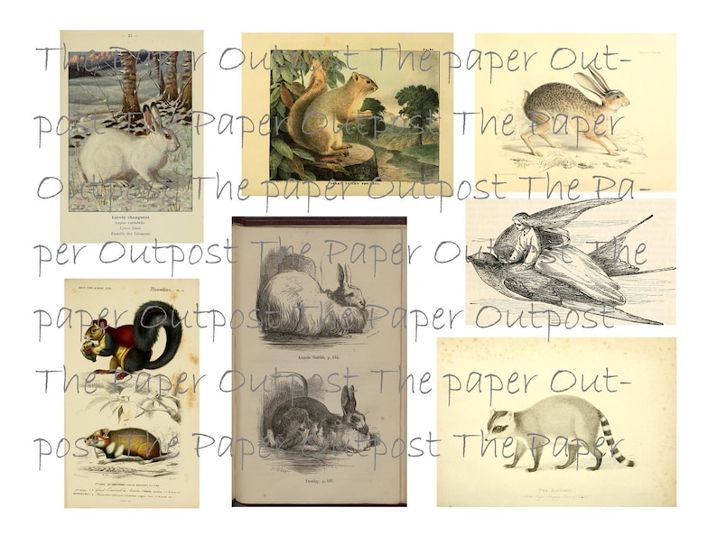 Peut inclure: Un collage d'illustrations vintage repr&eacute;sentant diff&eacute;rents animaux, dont un &eacute;cureuil, un lapin, un raton laveur et un oiseau. Les illustrations sont en noir et blanc et ont un style rustique et antique.