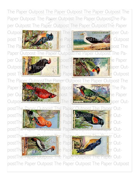 Beautiful Bird Vintage Illustrations Digital Kit Digital Printable Junk Journal Ephemera Vintage Ephemera Journal ephemera The Paper Outpost