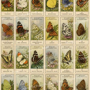 May include: A collection of twenty-four vintage rectangular cards featuring detailed illustrations of various butterfly species. Each card is labeled with the text WILLS'S CIGARETTES, a unique number, and the common name of the butterfly depicted.