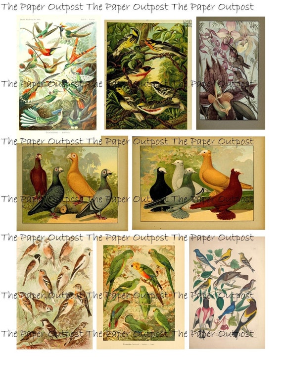 BIRDS of a FEATHER Digikit Digital Printable Printables Digikits Digi kit bird birds flock vintage birds The Paper Outpost ThePaperOutpost