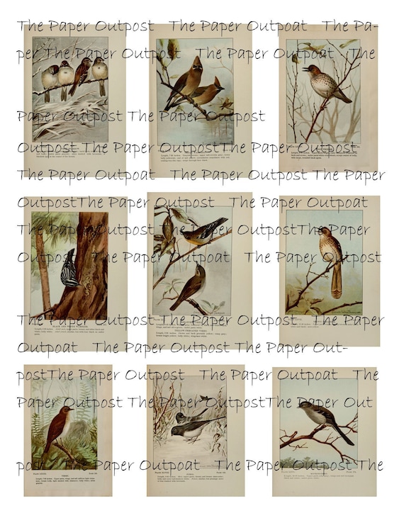 Song Birds Digital Kit songbirds Song Bird digikit digital kit printable digital The Paper Outpost paper outpost digi kit bird download