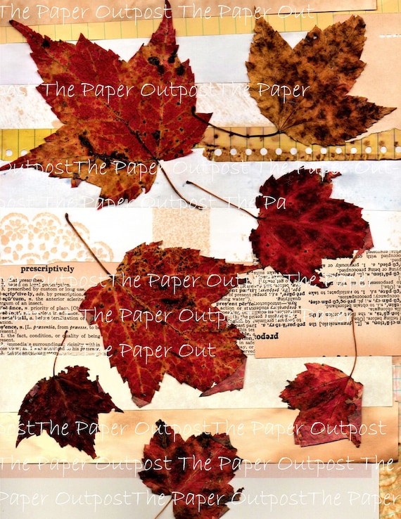 Dried Botanicals Collage digital printable kit digital kit digi kit digikit paper outpost ThePaperOutpost vintage images the paper outpost