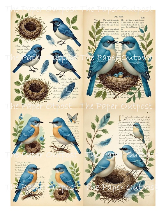 BLUE SONGBIRD Digikit digital printable digital blue birds, blue song bird, songbirds, feathers nests ThePaperOutpost paper outpost shop pam