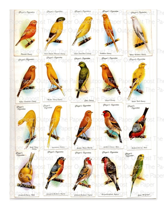 Exotic Birds Vintage Cards Digital Kit Digital Printable Kit Junk Journals Vintage Collectible Bird Ogden Cigarette Cards  The Paper Outpost