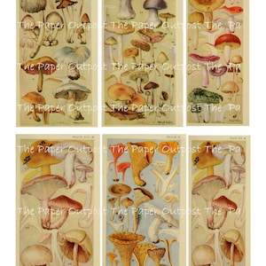 May include: A vintage illustration of various types of mushrooms, including chanterelles, boletes, and morels. The illustration is divided into six plates, each with a different variety of mushrooms. The plates are labelled with Roman numerals and the text "The Paper Outpost".