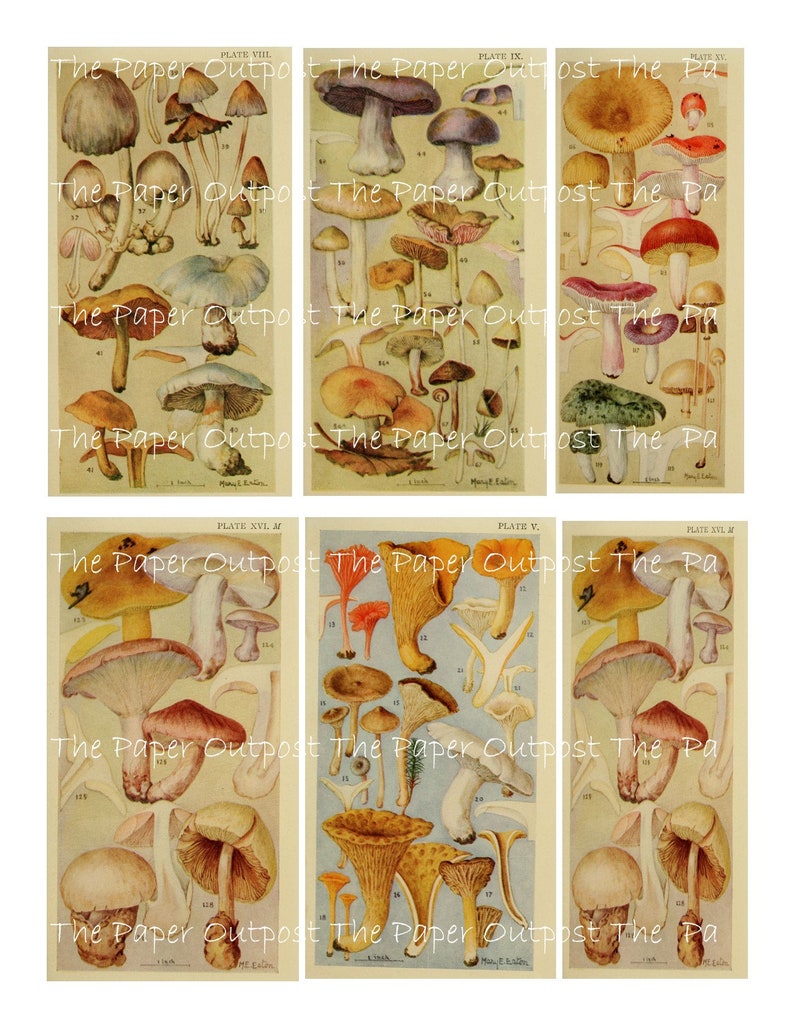 May include: A vintage illustration of various types of mushrooms, including chanterelles, boletes, and morels. The illustration is divided into six plates, each with a different variety of mushrooms. The plates are labelled with Roman numerals and the text "The Paper Outpost".