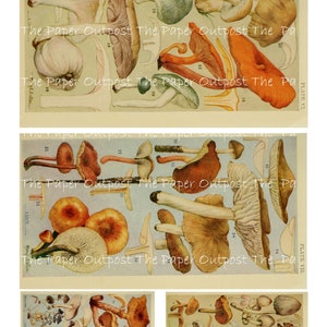 May include: A vintage illustration of various types of mushrooms. The illustration is divided into four sections, each featuring a different variety of mushrooms. The mushrooms are depicted in a realistic style, with detailed drawings of their caps, stems, and gills. The illustration is printed on a light beige background.