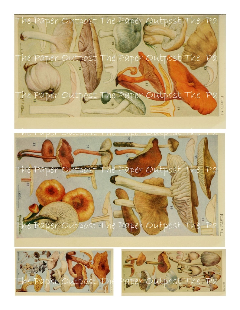 May include: A vintage illustration of various types of mushrooms. The illustration is divided into four sections, each featuring a different variety of mushrooms. The mushrooms are depicted in a realistic style, with detailed drawings of their caps, stems, and gills. The illustration is printed on a light beige background.