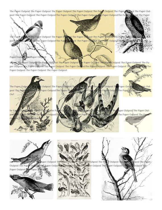 Birds Black & White Birds Tonal digital printable kit digital kit digi kit digikit bird printable digital bird pictures images paper outpost