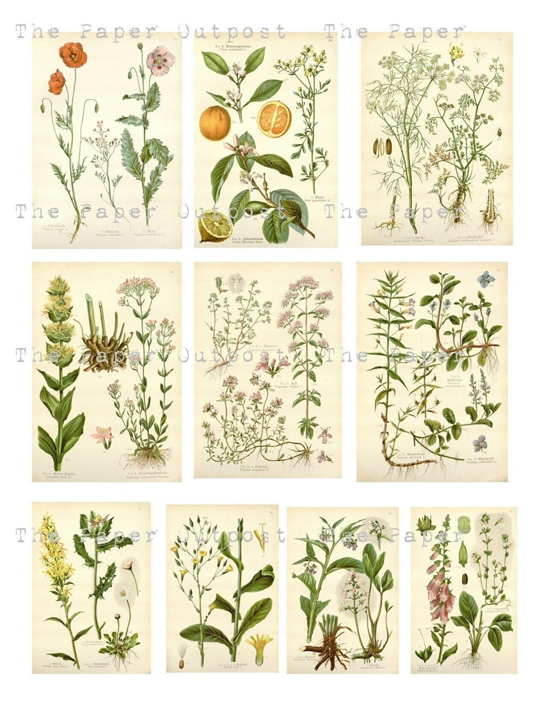 HERBS and PLANTS Printable Digital Download Printable Image, Digikit ...