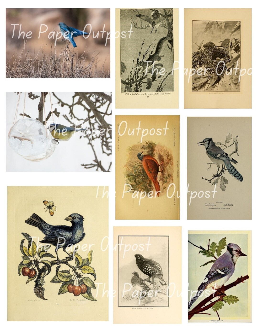 BLUE BIRD Printable Digital Download Printable Image, Digikit Bluebird