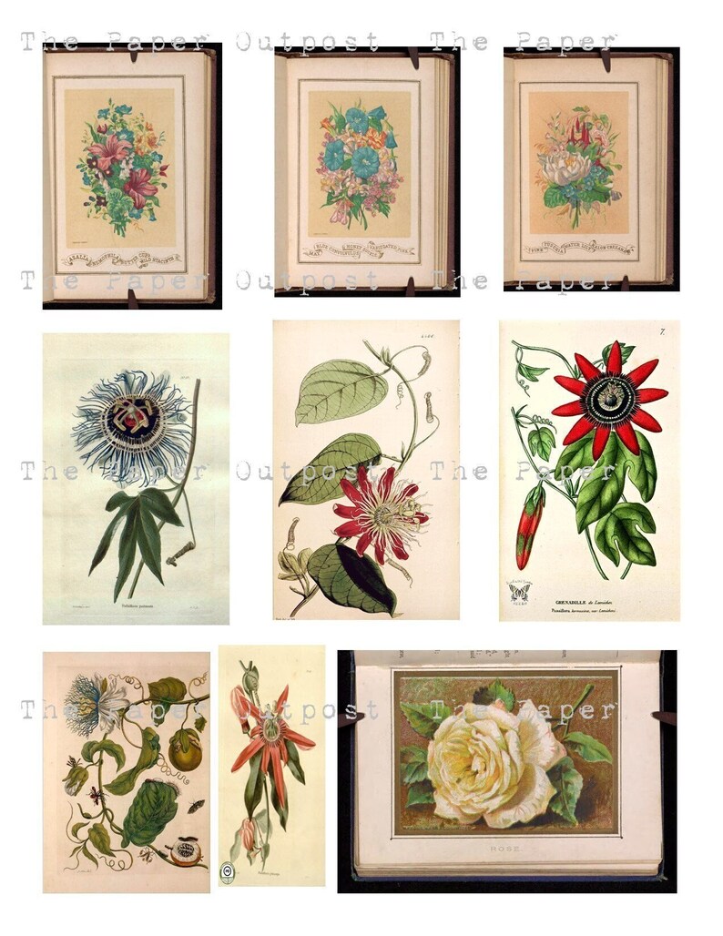 May include: A collection of vintage botanical illustrations featuring various flowers and plants. The illustrations are in a delicate style with detailed drawings of the flowers and leaves. The illustrations are printed on paper and have a vintage aesthetic.